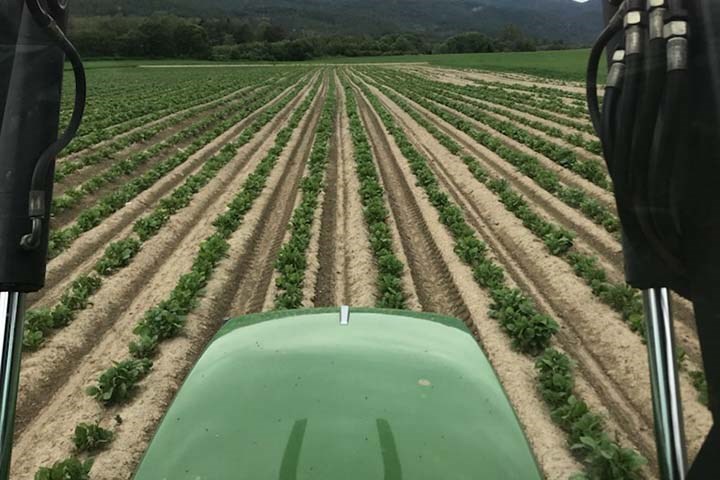 Bladgjødsling gir meravling