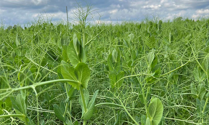 Rekord for proteinvekster i ny kornprognose