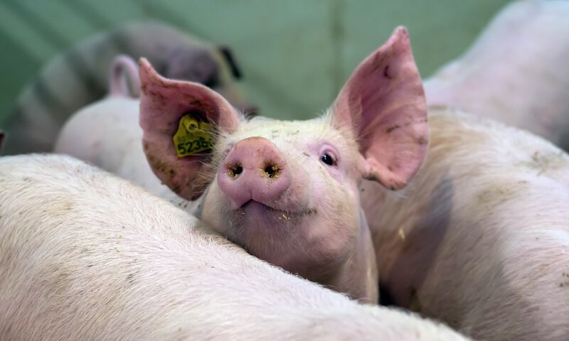 Slaktegriser i fjøs