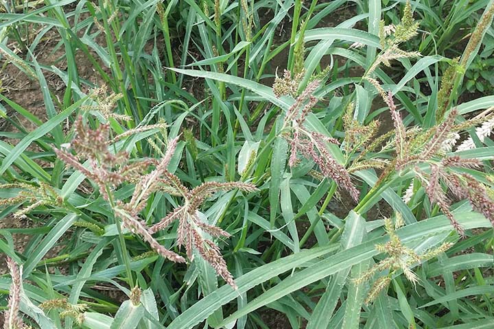 720x480 Hønsehirse 2.jpg