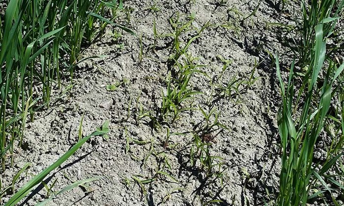 Hønsehirse – hva du må vite for å stoppe spredningen