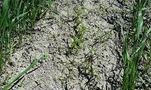 Hønsehirse – hva du må vite for å stoppe spredningen