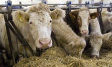 Det nærmer seg kalving - er du og kua klar?