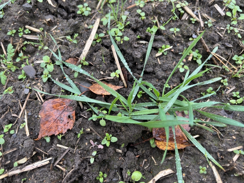 Planter av høstkorn Hyvega