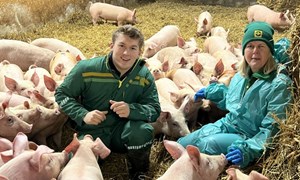 Frisk slaktegris i kaldt ammekufjøs