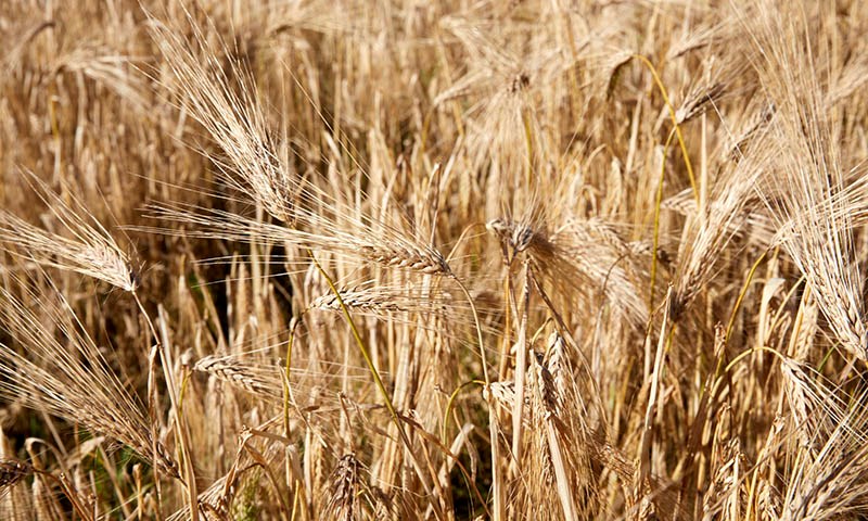 God kornhøst i vente – de som kan oppfordres til å så høstvekster