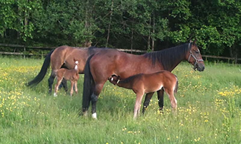 Hest med føll på beite