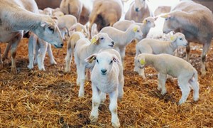 Nytt og bedre Formel sortiment til sau og lam