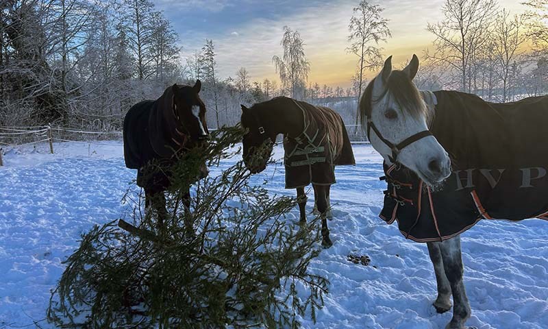 hest med juletre