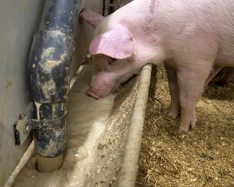 Gris som spiser våtfôr som renner ned i i troa fra et rør..