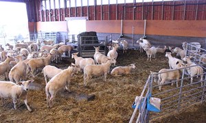 Fôring av søyer ved begrenset tilgang av grovfôr eller bruk av halm