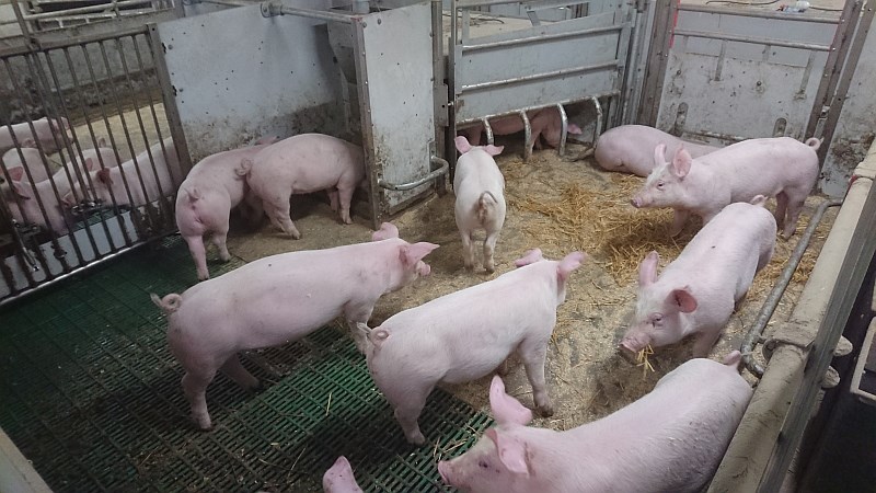 Store smågriser i binge.