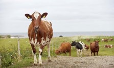 Nytt Natura-sortiment til mjølk og kjøtt