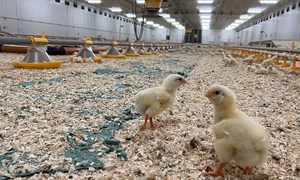 Fôrutvikling for folkehelsa