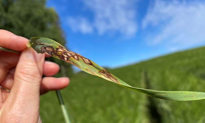 Vekstregulering og behandling av sopp i korn