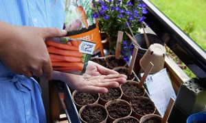 Såkalender for hageinteresserte: Hva skal sås når?