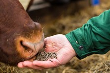 Formel Optima, Basis og Linnea tilsettes autolysert gjær