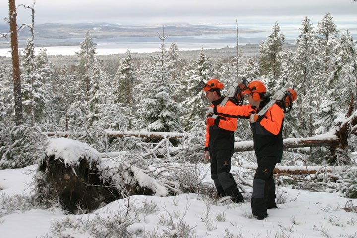 Lær trefelling - trinn for trinn