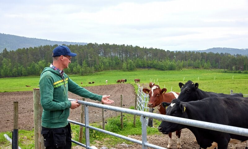 Lasse Vikhagen Gjeitnes, Molde