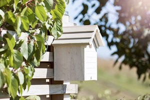 Fem tips til plassering av fuglekasse