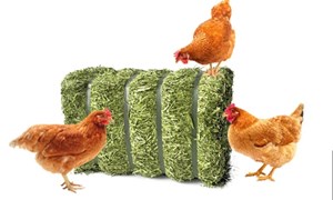 Miljøberikelse fjørfe