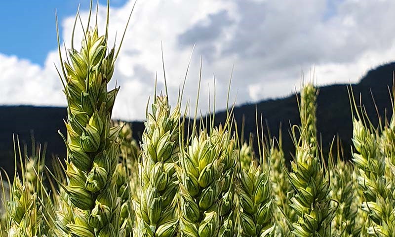 Balaya© – effektivt soppmiddel i korn