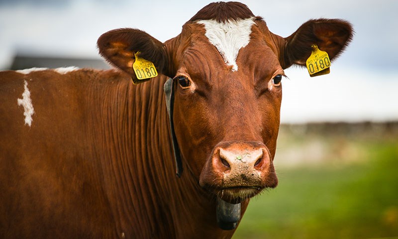 Felleskjøpet lanserer nytt Formel-sortiment til mjølkeku