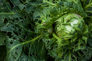 Beskytt plantene mot skadedyr