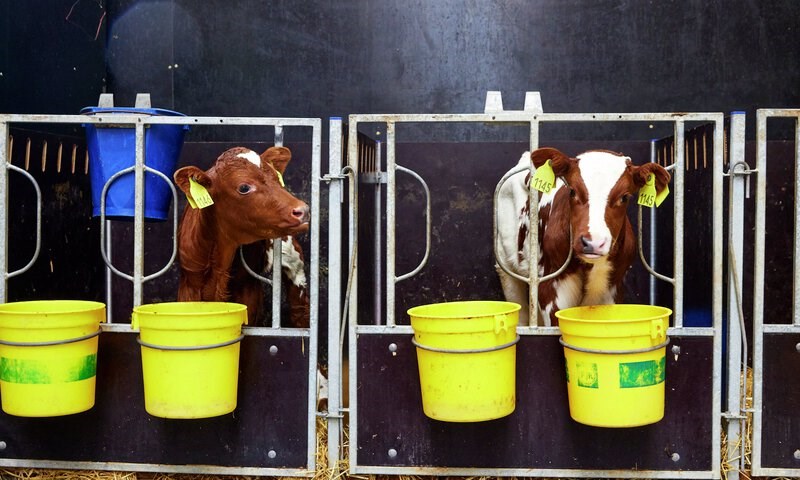 Kalv i fjøset som fores fra Felleskjøpet bøtter