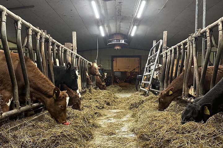 720x480 Kuer i fj&oslash;set.jpg