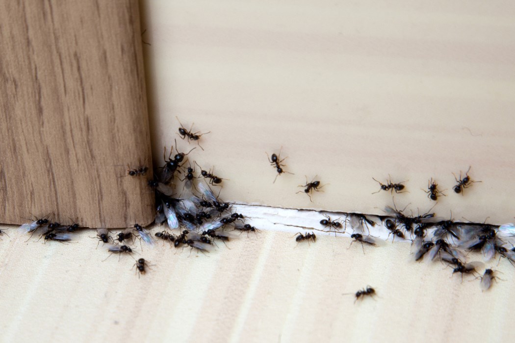 Maur på vegg og list