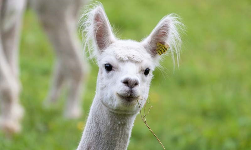 Ung Lama med grønn bakgrunn
