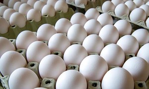 Eggproduksjon, slik sikrer du et godt resultat