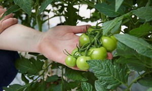 Nordmenn har svart: Vi må dyrke mer mat sjøl