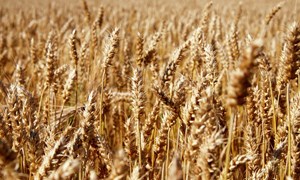 Høy tilgang på norsk korn og sterk vekst i mathvete