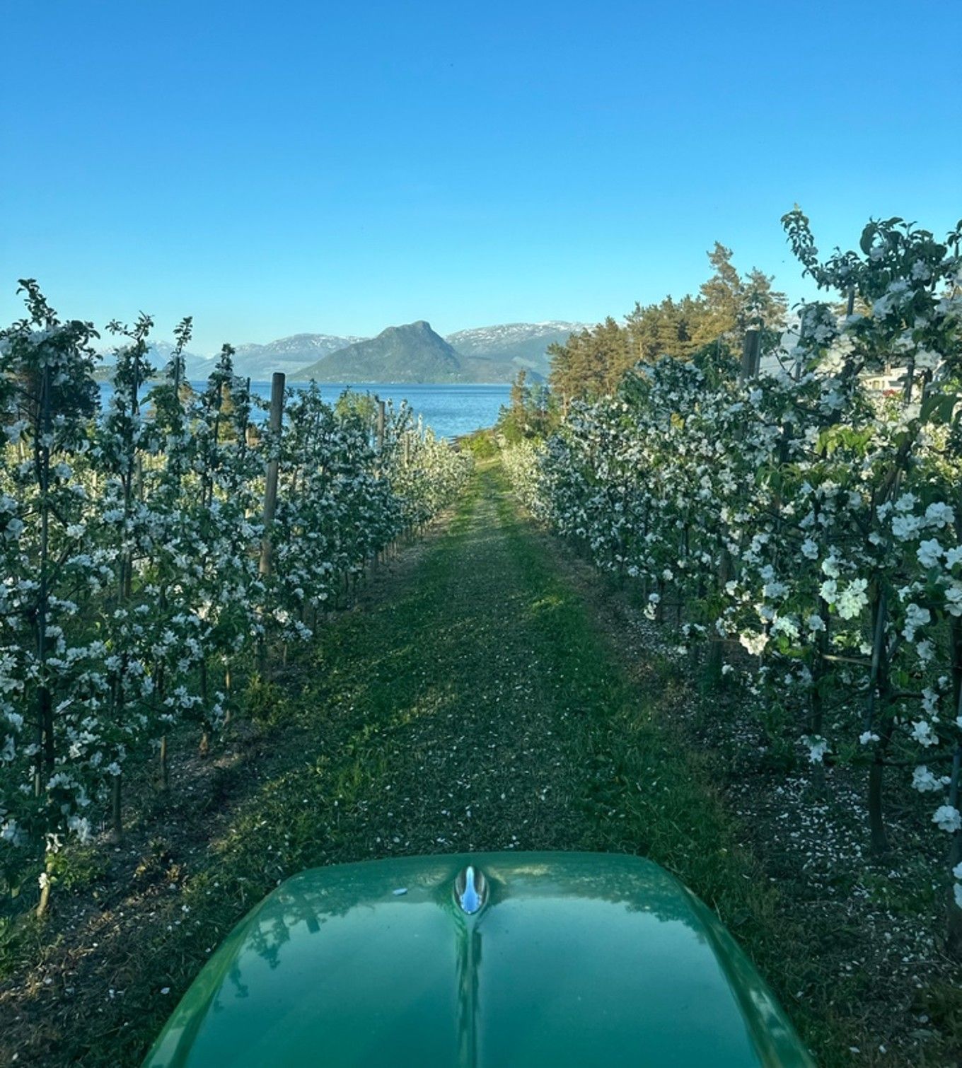 Landskap fr&aring; Vestlandet med fjell, fjord og frukt og eit gr&oslash;nt traktorpanser