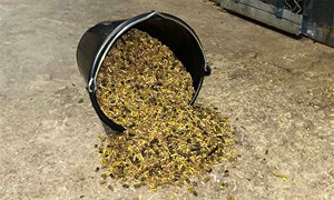 Sølv erstatter Gull i en periode