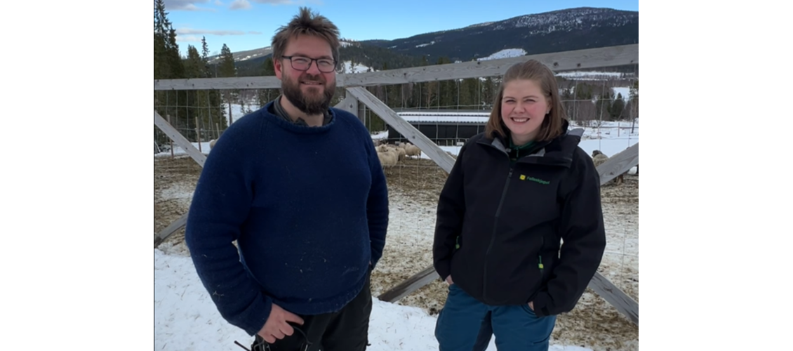 Sauen betaler for godt grovfôr