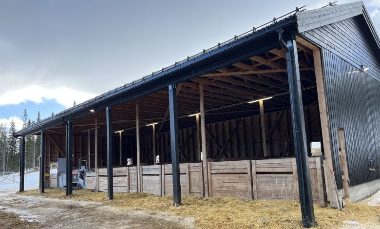 Kaldfj&oslash;s for sau