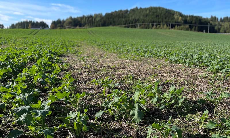 Åker som har vært utsatt for snegleangrep