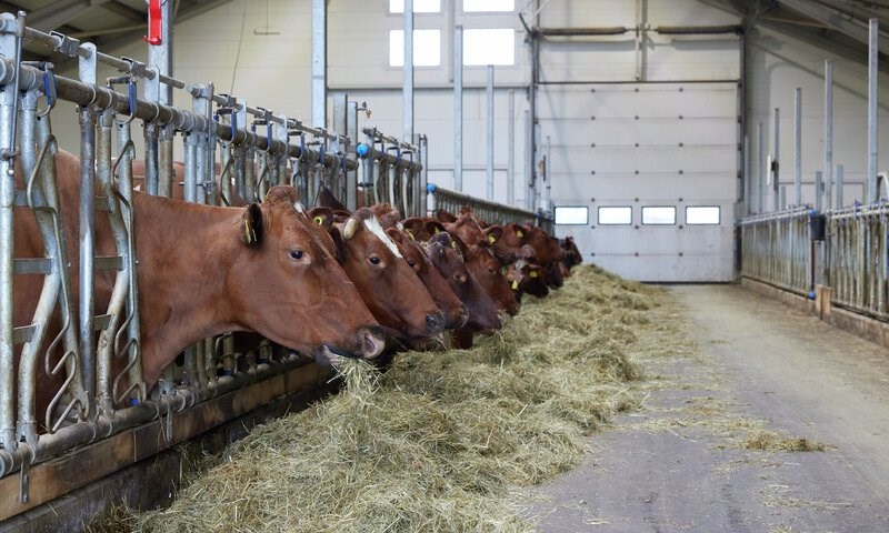 Pluss Mjølkekraft –tilskudd i krevende produksjonsfaser