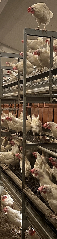 198x820Aviar med verpeh&oslash;ner IMG_6947.jpg