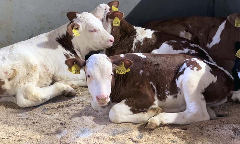 En god start for kalven