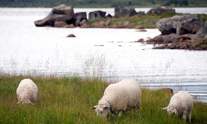 Sauer på beite i Lofoten