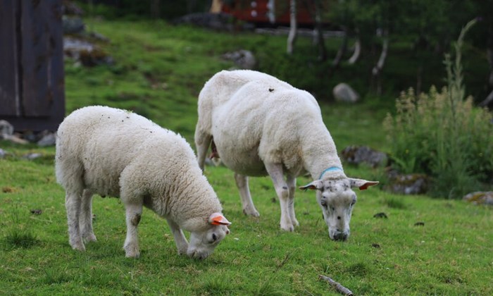 Riktig fôring gir lønnsom vekst og økt slakteverdi