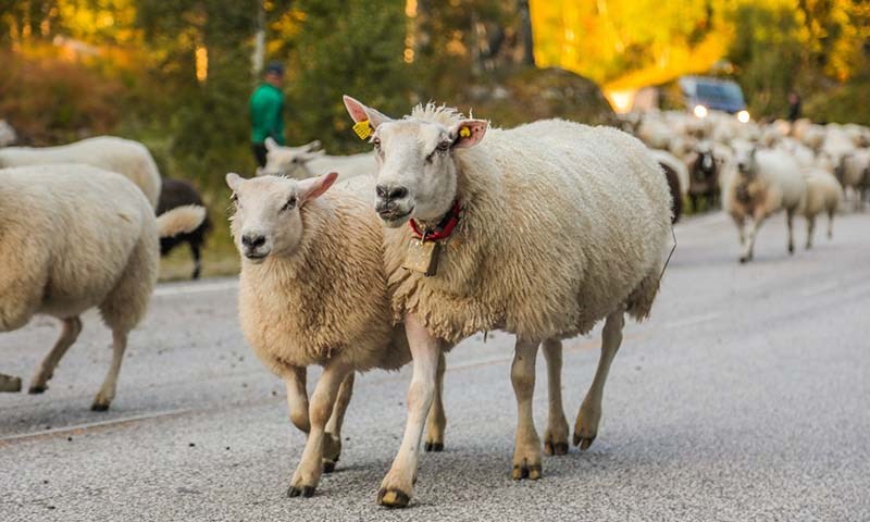 Frå beite til slakt – slik sikrar du god tilvekst 