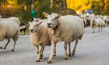 Frå beite til slakt – slik sikrar du god tilvekst