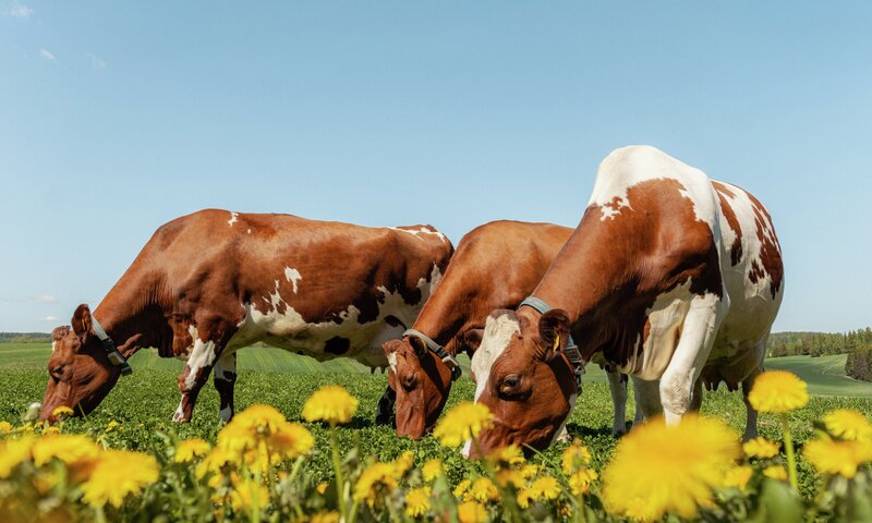 800x480 kuer p&aring; jordet.jpg