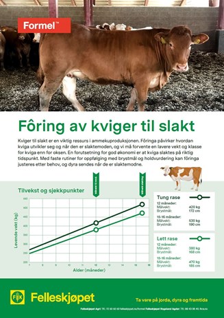 Fôring av kviger til slakt