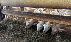 Kopplam til glede eller besvær?